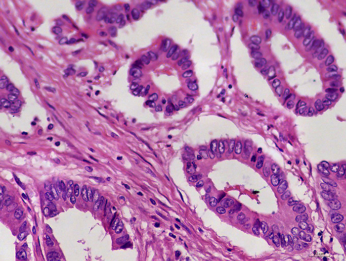 immunohistochem-1